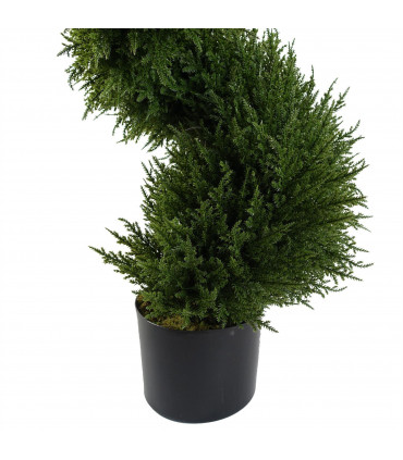 Pair of Spiral Cypress Tree