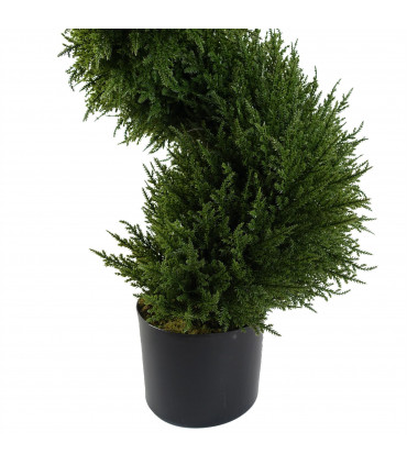 Pair of Spiral Cypress Tree