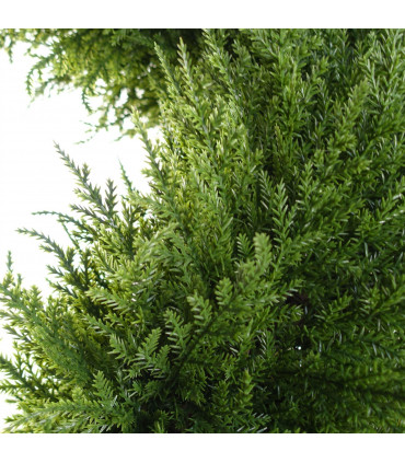 Pair of Spiral Cypress Tree