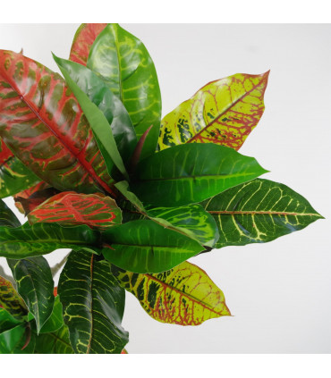 130cm Artificial Codiaeum Multicoloured House Plant