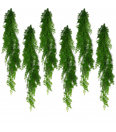 6 x 100cm Hanging String of Pearls Fern Plant Light Green