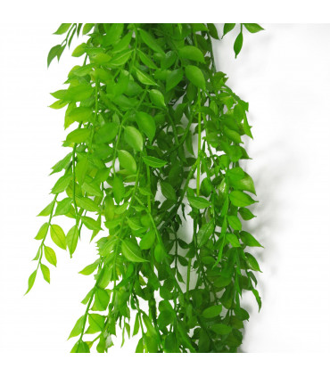 6 x 100cm Hanging String of Pearls Fern Plant Light Green