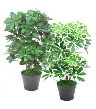 55cm Dark Green Artificial Schefflera Arboricola Plant