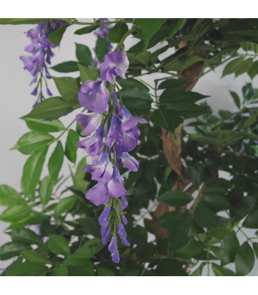 110cm Artificial Purple Wisteria Tree