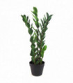 75cm Artificial Zanzibar Green Gem Zamioculcas Succulent Indoor Plant