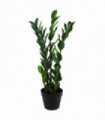 75cm Artificial Zanzibar Green Gem Zamioculcas Succulent Indoor Plant