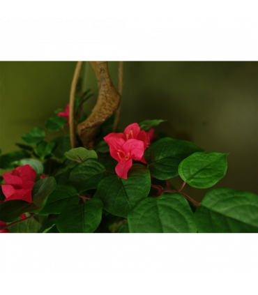 150cm Pink Japanese Artificial Silk Bougainvillea Tree