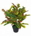 65cm Artificial Codiaeum Multicoloured House Plant