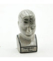 8" PHRENOLOGY HEAD