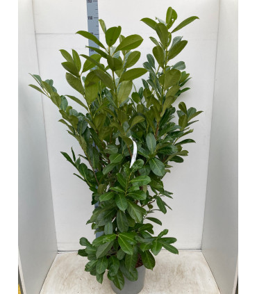 6ft Established Bushy Potted Cherry Laurel Hedge Plants 150-180cm.
