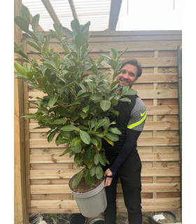 6ft Established Bushy Potted Cherry Laurel Hedge Plants 150-180cm.