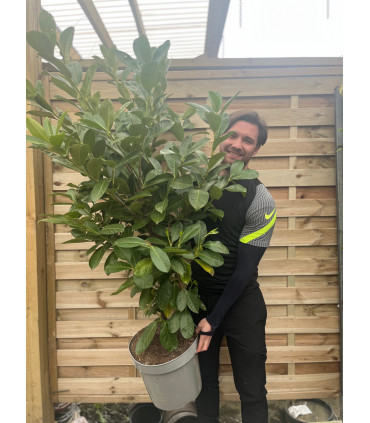 6ft Established Bushy Potted Cherry Laurel Hedge Plants 150-180cm.