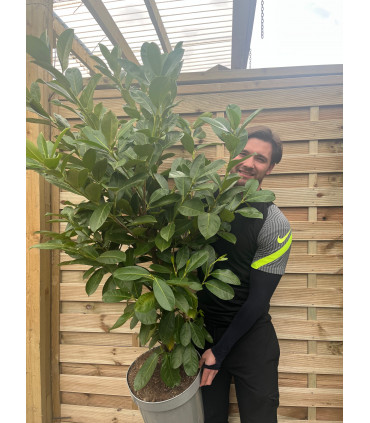 6ft Established Bushy Potted Cherry Laurel Hedge Plants 150-180cm.