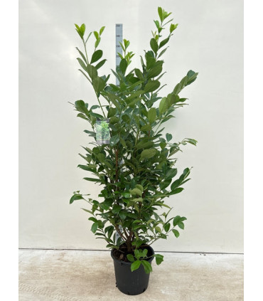 7-8ft Potted Cherry Laurel Hedge Plants 210-240cm.