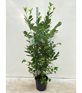 7-8ft Potted Cherry Laurel Hedge Plants 210-240cm.