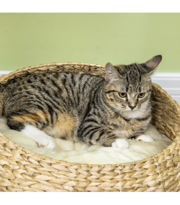 Cat Tree Kitty Activity Centre