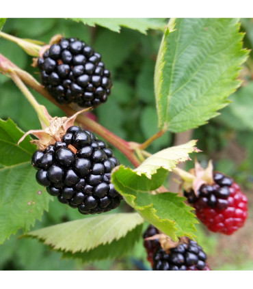 Blackberry 'Thornless Evergreen' 2L