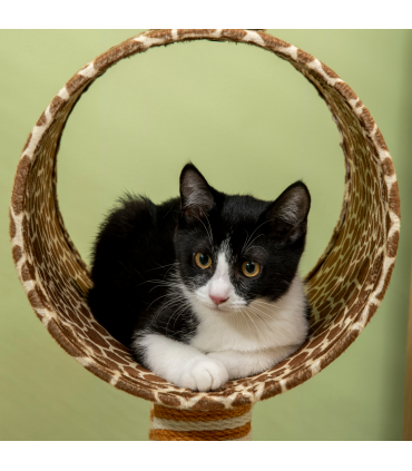 Cat Tree