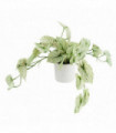 30cm Artificial Trailing Plant Variegated Potted Alocasia