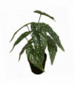 Artificial Begonia Plant