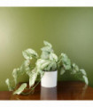 30cm Artificial Trailing Plant Realistic Variegated Potted Alocasia