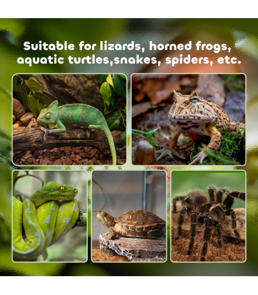 Glass Reptile Terrarium