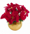 Artificial Christmas Xmas Red Poinsettia 40cm Gold Curved  Metal Planter