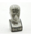 12" PHRENOLOGY HEAD
