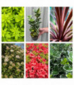 Hardy Evergreen Mixed Shrub Deal (6 Plants)