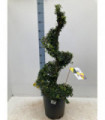 Ilex 'Dark Green' Spiral 12L 110-120cm inc. pot
