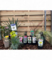 Our Hand Picked Selection of Plants For a Sunny Location