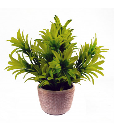 22cm Honey Plant Light Green in Terracotta Pot