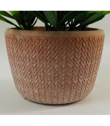22cm Honey Plant Light Green in Terracotta Pot