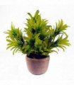 22cm Foliage Honey Plant Light Green in Terracotta Pot