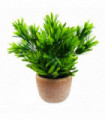 22cm Foliage Honey Plant Dark Green in Terracotta Pot