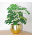 60cm Artificial Monstera Plant with Golden Metal Planter Included