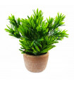 22cm Honey Plant Dark Green in Terracotta Pot