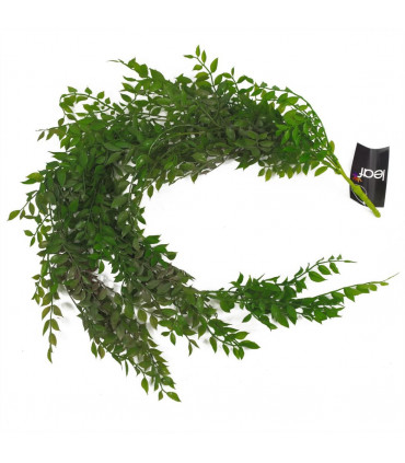 100cm Hanging String of Pearls Fern Plant Dark Green