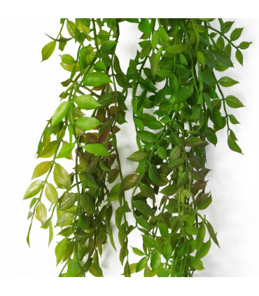 100cm Hanging String of Pearls Fern Plant Dark Green