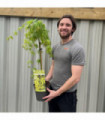 Acer palmatum 'Cascade Emerald' Standard (100cm)