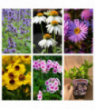 3 x Late Summer Flowering Perennials (9cm Pots)