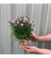 Dianthus Peach Party 1L