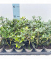 Osmanthus heterophyllus Purpureus (False Holly)
