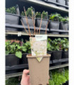 Hydrangea paniculata Phantom 1L (30-40cm inc. pot)