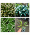Mix of 3 x Hostas 9cm