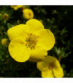 Potentilla fruticosa 'Kobold' 2L