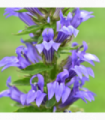 Lobelia × speciosa 'Fan Blue' 1.5L