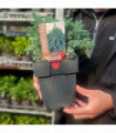 Juniperus squamata 'Blue Star' 2L