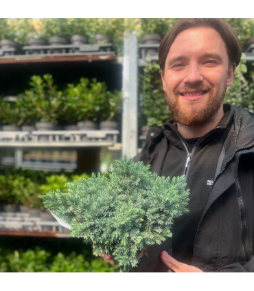 Juniperus squamata 'Blue Star' 2L