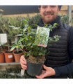Sarcococca ruscifolia 3L